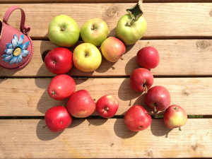 windfall apples